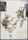 Foto von Salix retusa L.